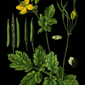 Greater Celandine, Nipplewort, Swallowwort, Tetterwort Print Greater Celandine, Nipplewort, Swallowwort, Tetterwort Print