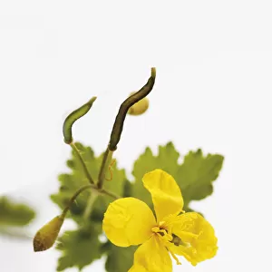 Greater Celandine or Tetterwort (Chelidonium majus), medicinal plant