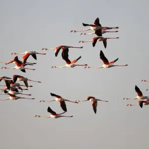 Greater Flamingo -Phoenicopterus roseus-, flock in flight, Camargue, France, Europe Greater Flamingo -Phoenicopterus roseus-, flock in flight, Camargue, France, Europe