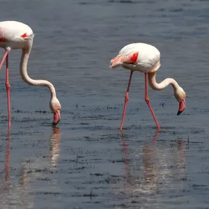 Greater Flamingo -Phoenicopterus roseus-, foraging in shallow water, Camargue, France, Europe Greater Flamingo -Phoenicopterus roseus-, foraging in shallow water, Camargue, France, Europe