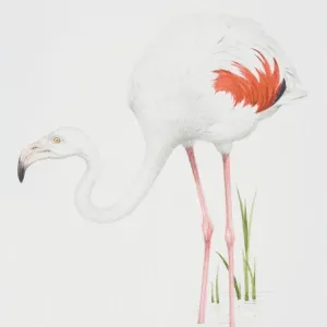 Greater Flamingo (Phoenicopterus ruber), white feathered body with pink feather detail Greater Flamingo (Phoenicopterus ruber), white feathered body with pink feather detail