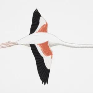 Greater Flamingo (Phoenicopterus ruber), adult Greater Flamingo (Phoenicopterus ruber), adult