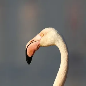 Greater Flamingoes -Phoenicopterus roseus-, portrait, Camargue, France, Europe Greater Flamingoes -Phoenicopterus roseus-, portrait, Camargue, France, Europe