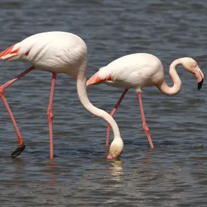 Greater Flamingos -Phoenicopterus roseus- foraging in shallow water, Camargue, France, Europe Greater Flamingos -Phoenicopterus roseus- foraging in shallow water, Camargue, France, Europe