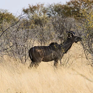 Greater Kudu -Tragelaphus strepsiceros-, Etosha National Park, Namibia