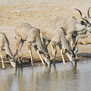 Greater Kudus -Tragelaphus strepsiceros- drinking at a waterhole, Etosha National Park, Namibia