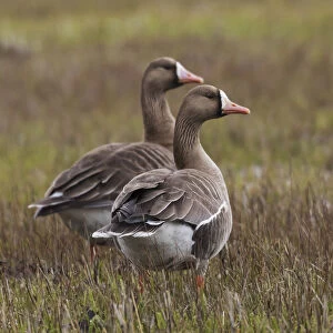 Greater white-fronted geese (Anser albifrons), Oregon, USA