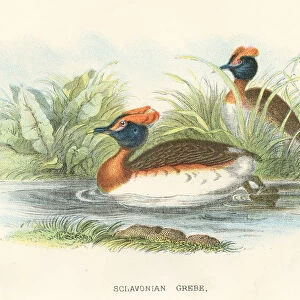 Grebe birds from Great Britain 1897