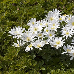 Grecian Windflowers -Anemone blanda White Splendour -