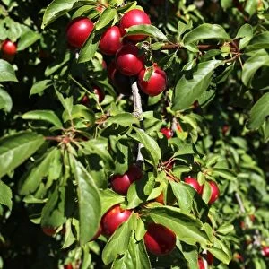 Greek Cherry Plum or Myrobalan Plum -Prunus cerasifera-, organic farming, Lower Austria, Austria