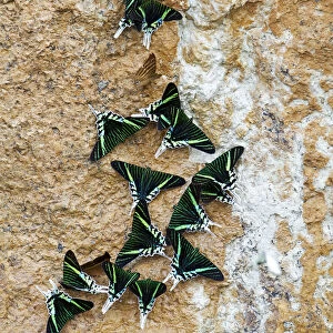 Green-banded Urania Moths -Urania leilus- sucking mineral-rich water from the wet ground, Tambopata Nature Reserve, Madre de Dios Region, Peru