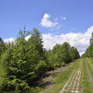 Green Belt, former inner-German border patrol path with the overgrown death strip, Rennsteig, Lehesten, Thuringia, Germany