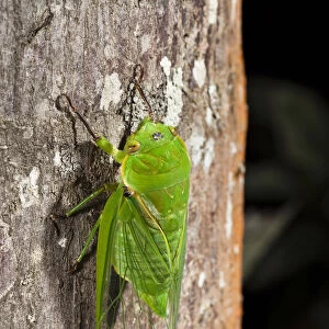 Green cicada in the rainforest, Atherton Tablelands, Queensland, Australia