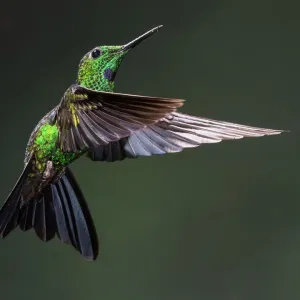 Green-crowned Brilliant Hummingbird Green-crowned Brilliant Hummingbird
