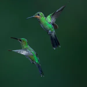 Green-crowned Brilliant Hummingbird Green-crowned Brilliant Hummingbird
