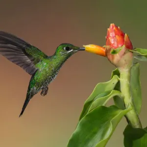 Green-crowned Brilliant Hummingbird Green-crowned Brilliant Hummingbird