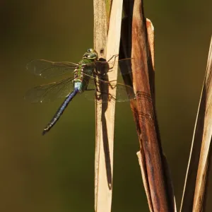 Green darner dragonfly in late October Green darner dragonfly in late October