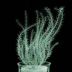 Green fern plant in pot, X-ray