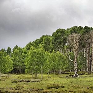 Green forest of Common Aspen or Quaking Aspen -Populus tremula-, in the fertile plateau of Boulder Mountain, Boulder Town, Utah, United States