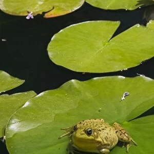 Green Frog -Rana clamitans- resting on a lily pad on the surface of a pond, Laurentians, Quebec Province, Canada