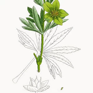 Green Hellebore, Helleborus viridis, Victorian Botanical Illustration, 1863