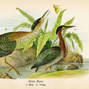 Green heron bird lithograph 1890
