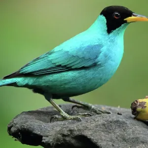 Green honeycreeper on bird feeder, Costa Rica