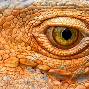 Green Iguana eye