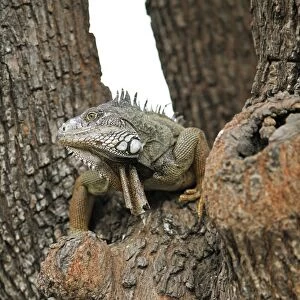 Green Iguana -Iguana iguana-, adult, sitting on a tree, Guayaquil, Guayas Province, Ecuador
