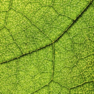 Green leaf, Hazel -Corylus-, leaf veins