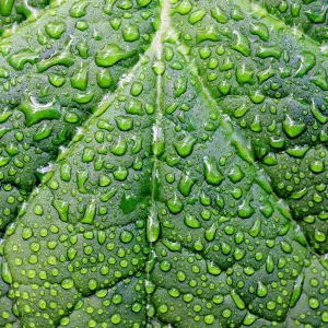 Green leaf with raindrops Green leaf with raindrops