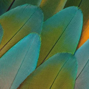 Green Parrot Feather Print, Issaquah, WA Green Parrot Feather Print, Issaquah, WA