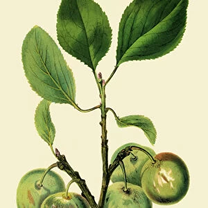 Green plum illustration 1874