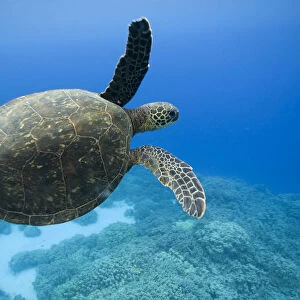 Green Sea Turtle, Hawaii