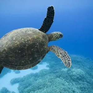 Green Sea Turtle, Hawaii Green Sea Turtle, Hawaii