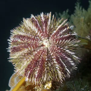 Green Sea Urchin Print - Strongylocentrotus droebachiensis, Japan Sea Green Sea Urchin Print - Strongylocentrotus droebachiensis, Japan Sea