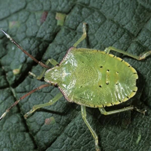 Green Shield Bug (Palomena prasina), larva