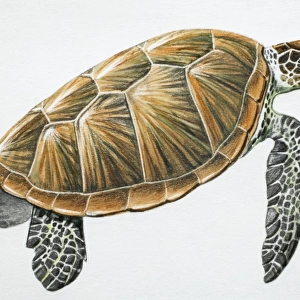 Green Turtle, Chelonia mydas, side view