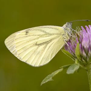 Green-veined White -Pieris napi-, Burgenland, Austria