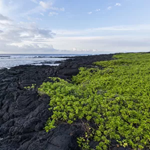 Green vine growing on lava rock shoreline, Hawaii, USA