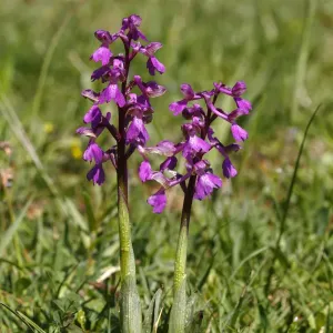 Green-winged Orchid Print, Anacamptis morio Green-winged Orchid Print, Anacamptis morio