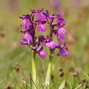 Green-winged orchid or Green-veined orchid -Anacamptis morio, Orchis morio-, flowering Green-winged orchid or Green-veined orchid -Anacamptis morio, Orchis morio-, flowering