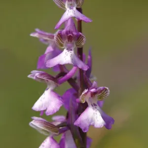 Green-winged orchid or Green-veined orchid -Anacamptis morio, Orchis morio-, inflorescence Green-winged orchid or Green-veined orchid -Anacamptis morio, Orchis morio-, inflorescence