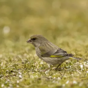 Greenfinch Print - Hesse, Germany Landscape Greenfinch Print - Hesse, Germany Landscape