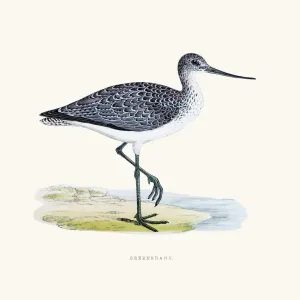 Greenshank bird 19 century illustration Greenshank bird 19 century illustration