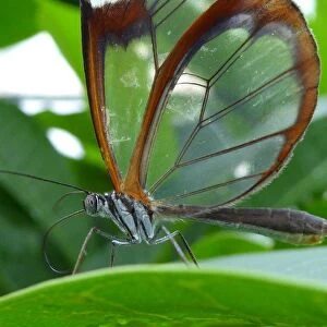 Greta oto or the glasswing butterfly