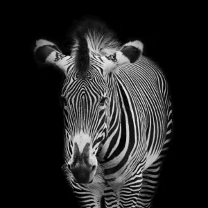 Grevys zebra (Equus grevyi)