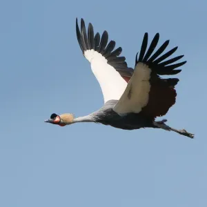 Grey crowned crane Grey crowned crane