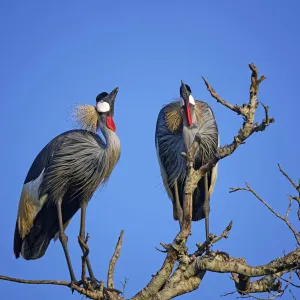 Beautiful Bird Species Photographic Print Collection: African Crowned Crane (Balearica regulorum)