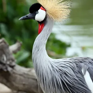 grey crowned crane grey crowned crane